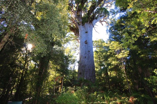 Waipoua Forest — Home of Giant Kauri